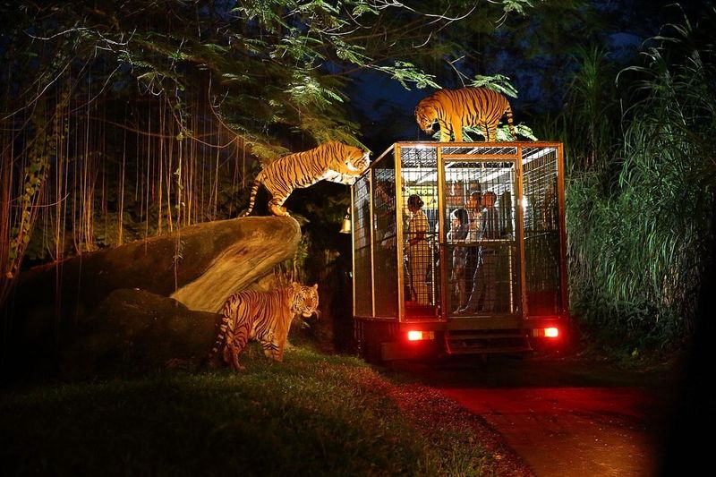 Bali Safari & Gece Safari