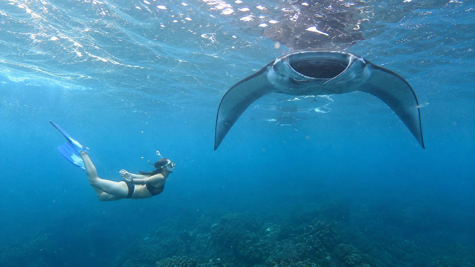 Nusa Penida'da yüzeyin altından geçen manta