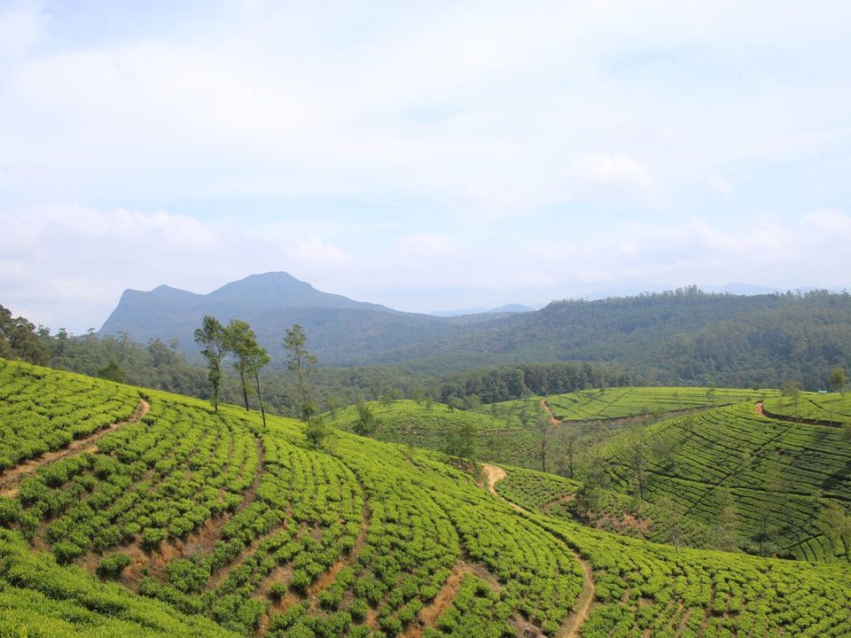 Sri Lanka'nın yaylalarındaki çay tarlaları